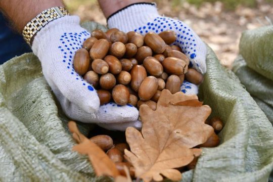 В Саратовской области стартовала акция  по сбору желудей