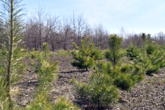 В Саратовской области стартовала осенняя кампания по высадке лесов