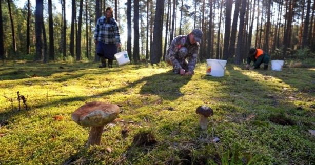 Грибной бум — в России удвоился спрос на организованные туры «по грибы»