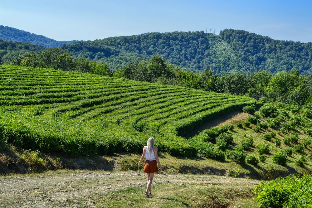 Урожай чая в Сочи снизился из-за неблагоприятных погодных условий