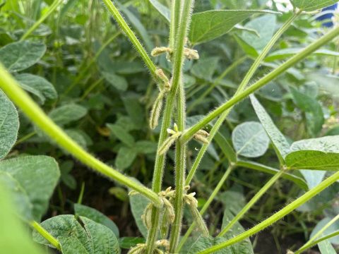 В Саратовской области урожай сои уже достиг исторического максимума