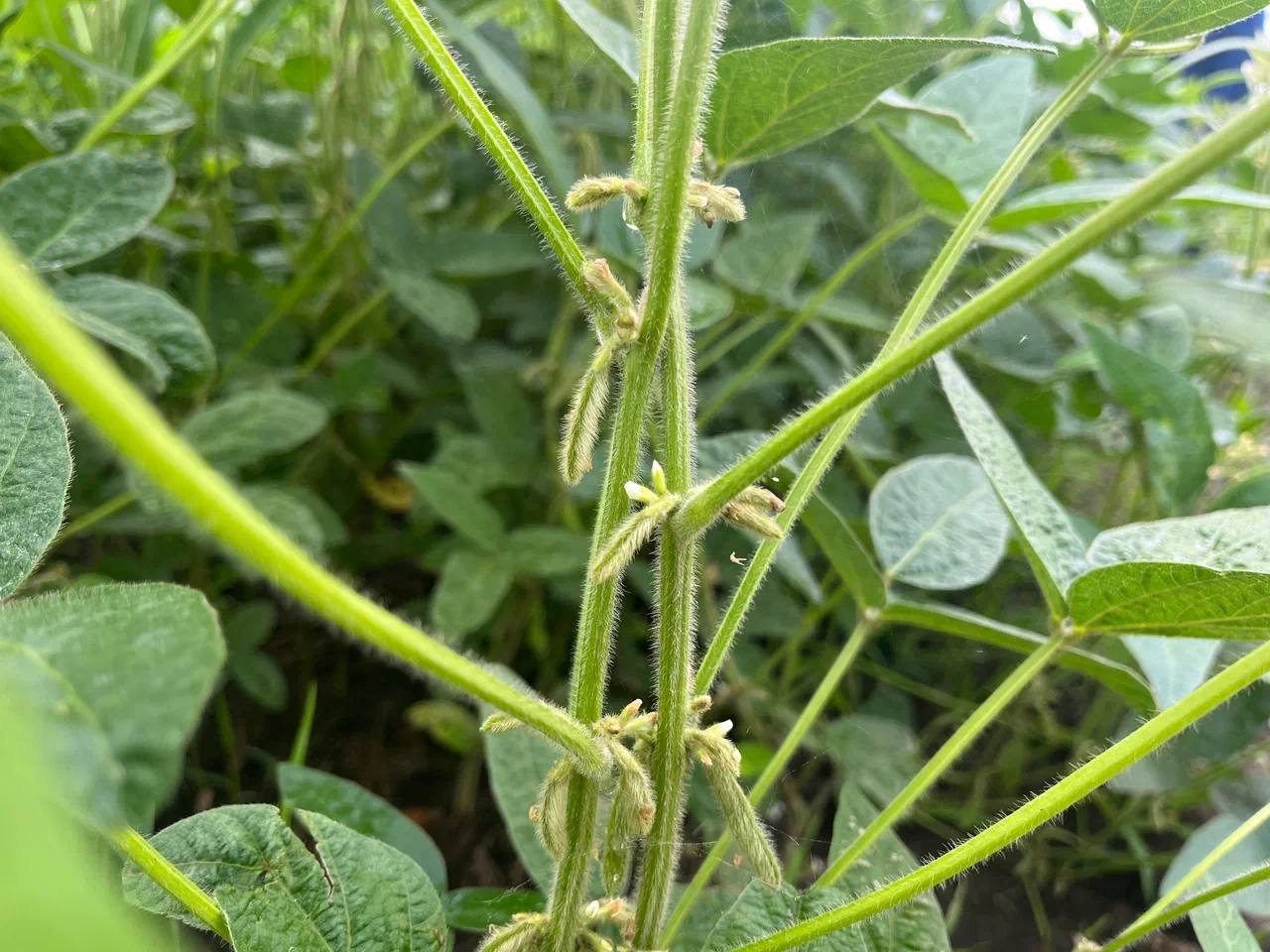 В Саратовской области урожай сои уже достиг исторического максимума