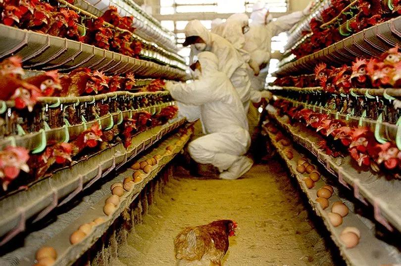 Специалисты заговорили о возможности новой эпидемии птичьего гриппа