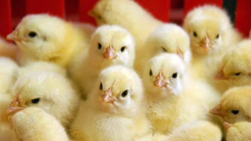 Саратовские ученые разрабатывают препараты из насекомых для защиты птицы от инфекций