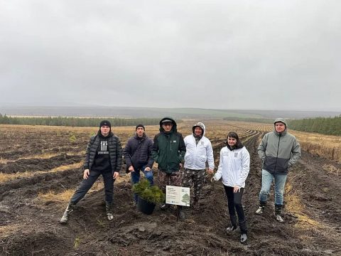В Саратовской области высадят более 350 тысяч сеянцев сосны и акации