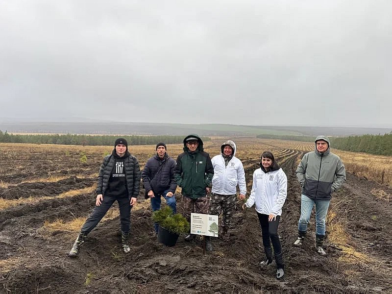 В Саратовской области высадят более 350 тысяч сеянцев сосны и акации