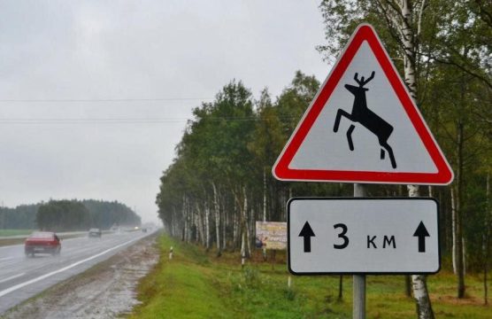 В регионе дикие животные становятся участниками ДТП