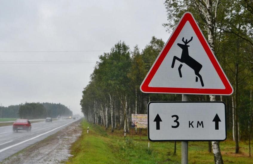 В регионе дикие животные становятся участниками ДТП