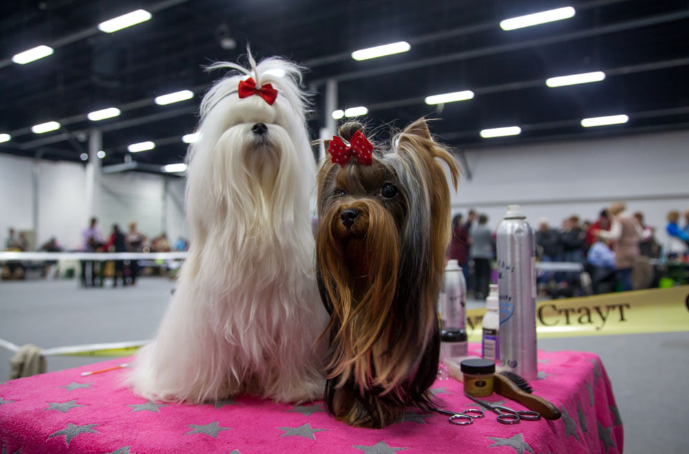 В Москве состоится крупнейшая выставка собак «Евразия-2025»