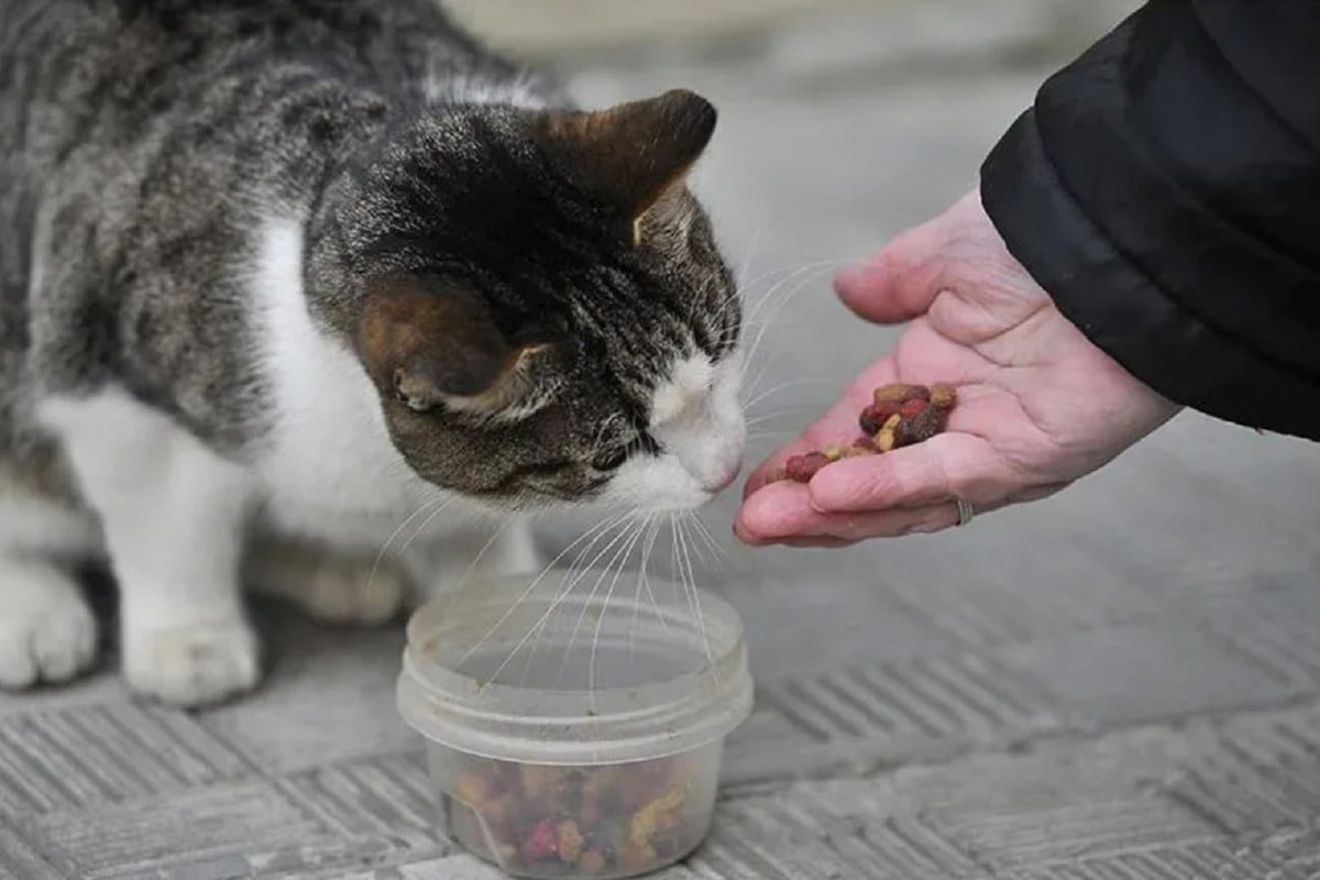 В России могут создать правила кормления бездомных животных