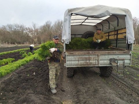 В Саратовской области белая акация стала перспективной породой