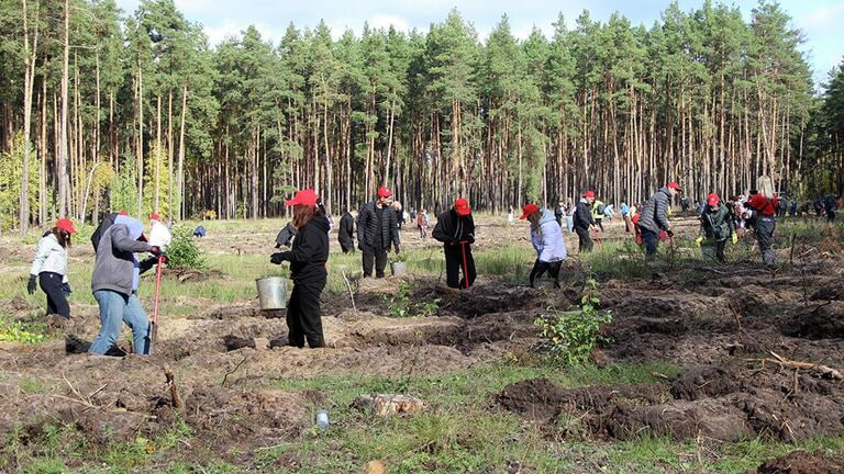 Лесонасаждения в Саратовской области осенью увеличатся на тысячу гектаров