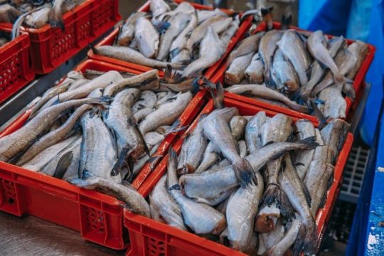 Цены на минтай, пикшу, сельдь и скумбрию будут определять на бирже