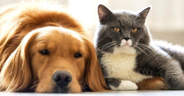 В городской России сегодня живут более 61 млн питомцев