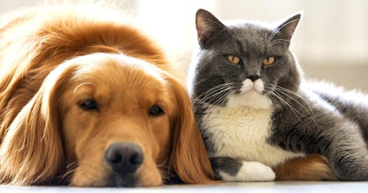 В городской России сегодня живут более 61 млн питомцев