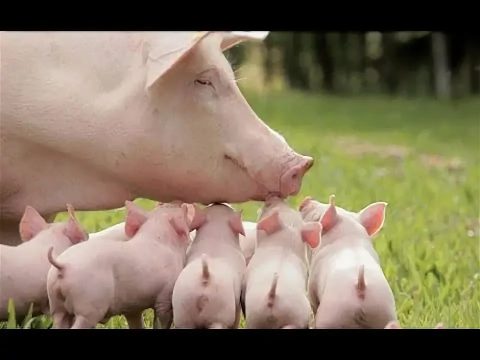 Саратовские студенты разрабатывают инновационный корм для свиней