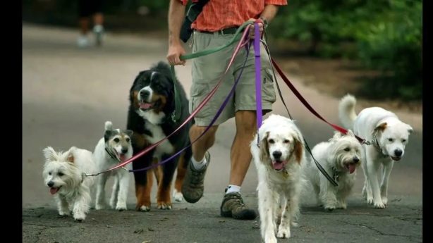 Хозяев животных обяжут убирать за питомцами в подъездах