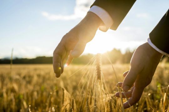 В Саратовской области выросли площади застрахованных земель