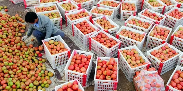 Россия начала закупать за рубежом больше продуктов питания
