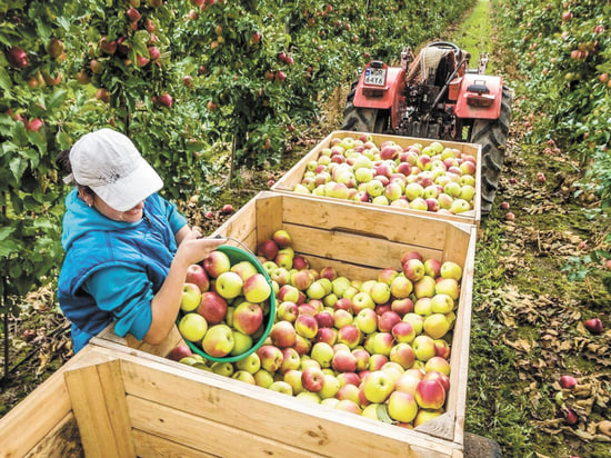 В России увеличился спрос на сборщиков ягод и яблок