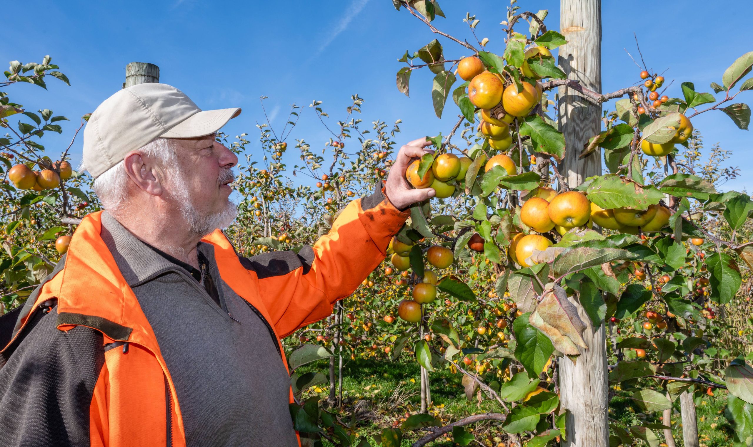 В Ганновере собираются вырубить 22 тысячи яблонь для строительства солнечной электростанции