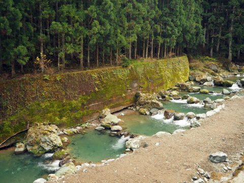 Наевшись по совету нейросети грибов, 70-летний японец чуть не дал дуба
