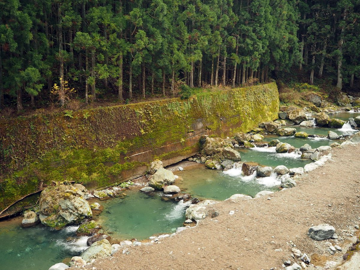 Наевшись по совету нейросети грибов, 70-летний японец чуть не дал дуба