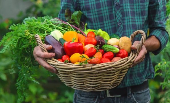 Саратовская область лидирует в ПФО по валовому сбору овощей