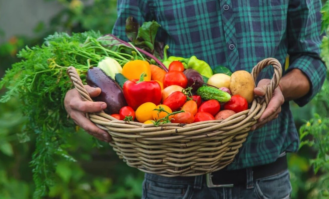 Саратовская область лидирует в ПФО по валовому сбору овощей