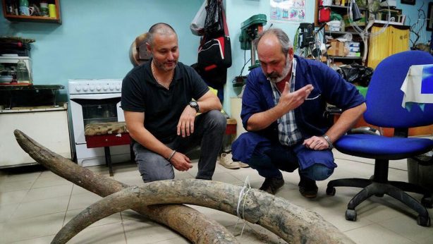 В Смоленской области торговали мамонтами