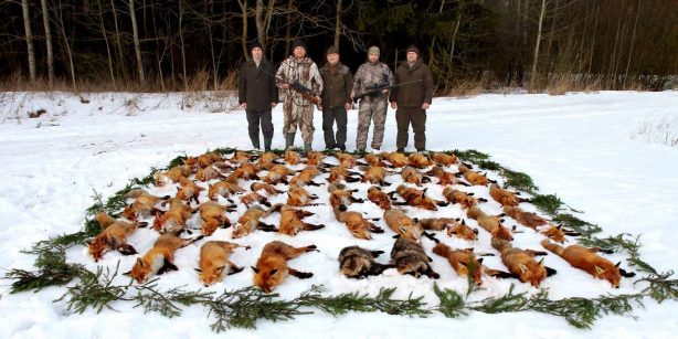 В Саратовской области лисицу можно отстреливать без ограничений