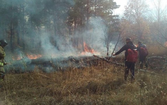 Саратовская область в пятерке регионов успешного тушения   лесных пожаров