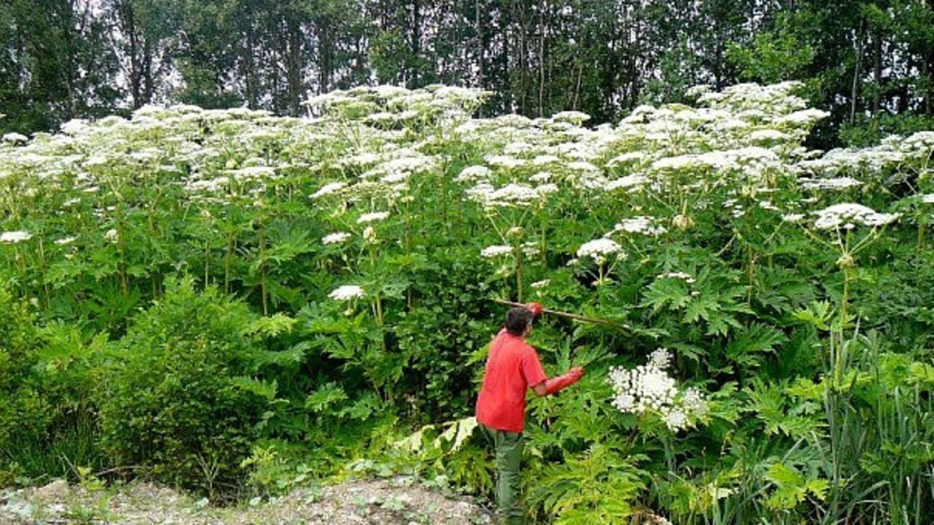 Весной дачников ждут новые штрафы за борщевик
