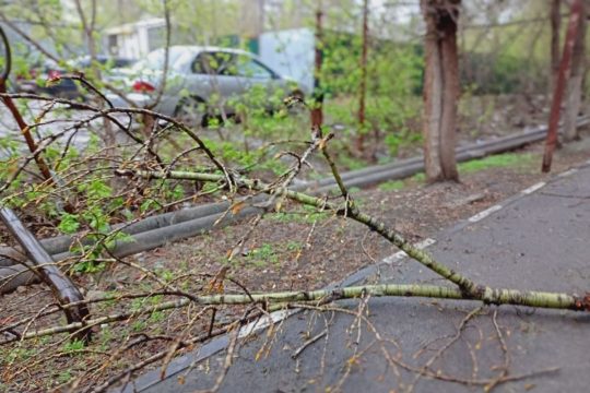Начальника участка озеленения будут судить  