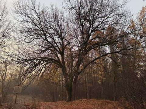 Дубу из Тинь-Зиня в Энгельсе  111 лет