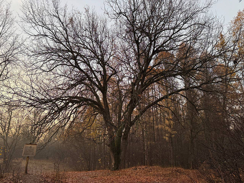 Дубу из Тинь-Зиня в Энгельсе  111 лет