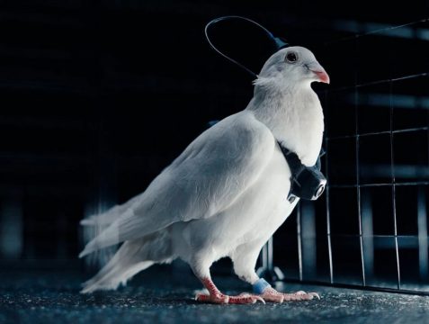 В России представили голубей-биодронов