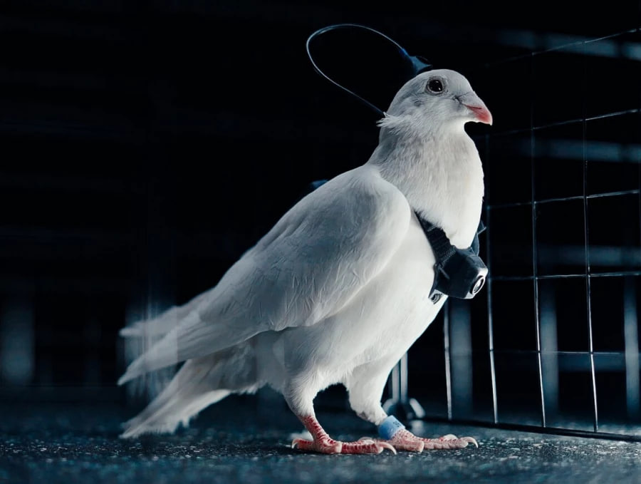 В России представили голубей-биодронов