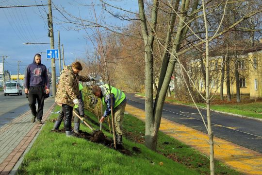 Саратов получит средства на компенсационные высадки деревьев
