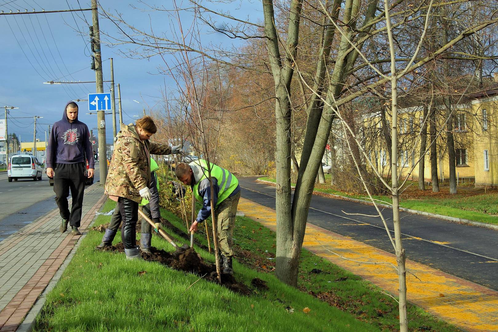 Саратов получит средства на компенсационные высадки деревьев