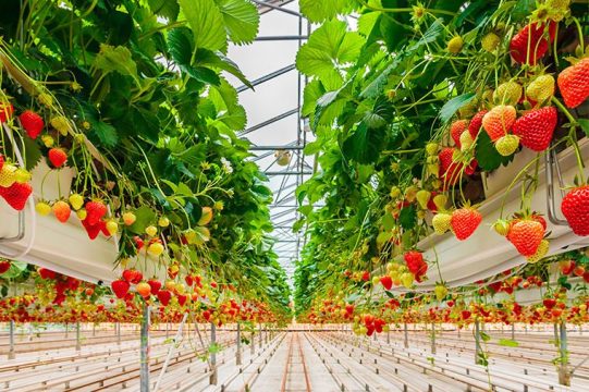 В ОАЭ клубнику будут выращивать на саратовских экоудобрениях