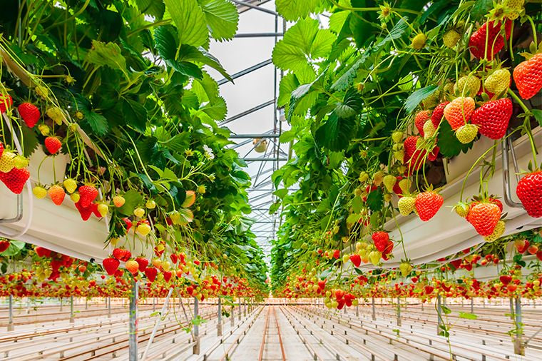 В ОАЭ клубнику будут выращивать на саратовских экоудобрениях