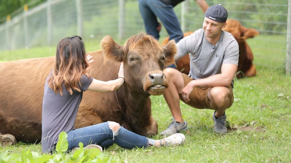 Платные объятия с коровами сдерживают падение цен на молоко