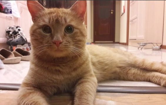 Какую роль играют домашние животные в жизни россиян