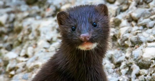 В Саратове  одичали даже норки
