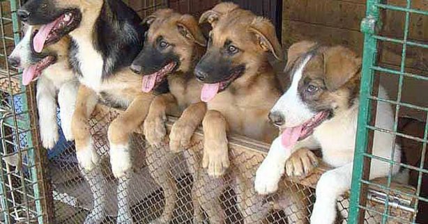 Некоммерческие организации не могут конкурировать за государственное финансирование приютов для бездомных животных