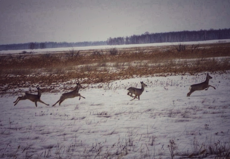 В Саратовской области появилось новое охотугодье