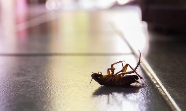 Тараканы выделяют опасные вещества