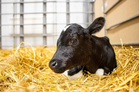 В России получили двух новых клонированных телят