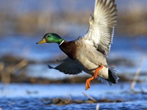 Сезон охоты на пернатую дичь закрыт!